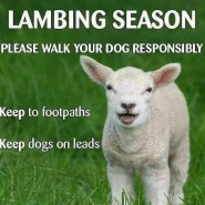 Lambing Season. Please walk your dog responsibly …