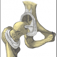 Hot Topic in Dogs -The 10 most important things to know about canine hip dysplasia