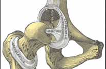 Hot Topic in Dogs -The 10 most important things to know about canine hip dysplasia