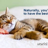 Yesterday was Cat World Spay Day! …