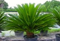 Warning to all pet owners, popular garden plant King Sago is poisonous …