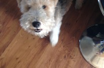 Four Paws Dog Max, how could I resist giving him his treat!