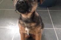 Okay I’m waiting patiently! Puppy ToTo …