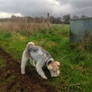 Four Paws Dog Max on our walk today in Wimborne! …