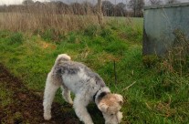 Four Paws Dog Max on our walk today in Wimborne! …