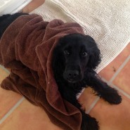 Four Paws Dog Archie being towelled dry after today’s walk!