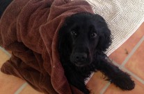 Four Paws Dog Archie being towelled dry after today’s walk!