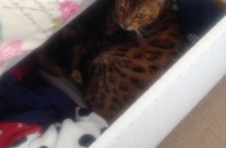 Four Paws Cats, Zebbie and Flo Flo cosier up together!