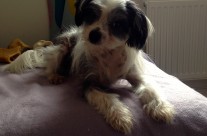 Four Paws Dog Rudes relaxing after his walk along the River Stour, Wimborne today!