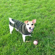 In Wimborne with Four Paws Dog Rosie on our walk yesterday having fun with her ball! …