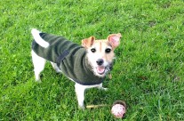 In Wimborne with Four Paws Dog Rosie on our walk yesterday having fun with her ball! …