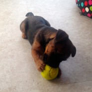 ToTo has just discovered how much fun a ball can be! We will take one with us on a walk soon!