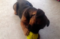 ToTo has just discovered how much fun a ball can be! We will take one with us on a walk soon!