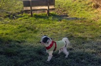 Dog Walk today with Four Paws Rude along the River Stour, Wimborne! …