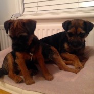 Ella and ToTo, how comfy do these two dogs look!