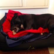 Four Paws Dog Diesel, enjoying his bone, after our Dog Walk this morning in Wimborne!