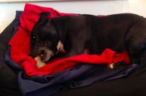 Four Paws Dog Diesel, enjoying his bone, after our Dog Walk this morning in Wimborne!