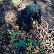 Dog Walk today with Four Paws Dog Archie near Wimborne, enjoying the glorious sunshine …