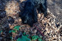 Dog Walk today with Four Paws Dog Archie near Wimborne, enjoying the glorious sunshine …