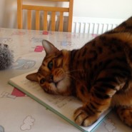 Here is Four Paws Cat Zebbie, interrupting my report ….