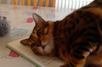 Here is Four Paws Cat Zebbie, interrupting my report ….