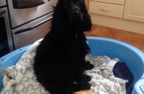 Welcome back Four Paws Dog Archie. After his holiday in Cornwall!