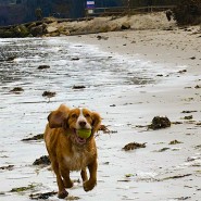 Suggested Dog Walk for the Weekend, Studland Beach …