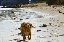 Suggested Dog Walk for the Weekend, Studland Beach …