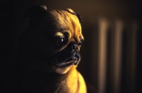 Health warning from vets in UK: “jerky treats” for dogs can be dangerous