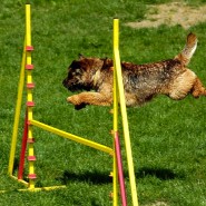 Four Paws Dorset announcement, Dog Agility Classes will be starting soon!