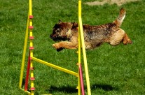 Four Paws Dorset announcement, Dog Agility Classes will be starting soon!
