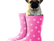 Cute Dog picture to make you Smile!