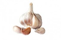 Is garlic safe or not, for your Dog? …