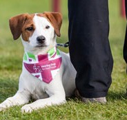 Hearing Dogs for Deaf People. Join us for The Great British Dog Walk 2016 …