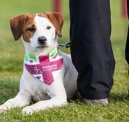 Hearing Dogs for Deaf People. Join us for The Great British Dog Walk 2016 …