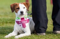 Hearing Dogs for Deaf People. Join us for The Great British Dog Walk 2016 …