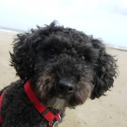 Margaret Green Animal Rescue. Studland Stomp (Dorset) 13th Mar 2016 13:00.  Come along with your dogs …