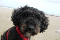 Margaret Green Animal Rescue. Studland Stomp (Dorset) 13th Mar 2016 13:00.  Come along with your dogs …