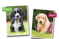 Hearing Dogs for deaf people. Meet our adorable new sponsor puppies – Victor and Zara. You can sponsor them from just £3 a month!