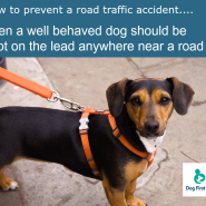 Top Tip for Today. How to prevent a traffic accident. Even a well behaved dog …