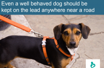 Top Tip for Today. How to prevent a traffic accident. Even a well behaved dog …