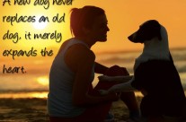 A new Dog never replaces an old Dog, it merely expands the Heart.