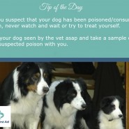 Dog Tip for Today. If you suspect that your dog has been poisoned or consumed toxin, …