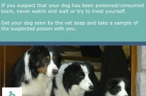 Dog Tip for Today. If you suspect that your dog has been poisoned or consumed toxin, …