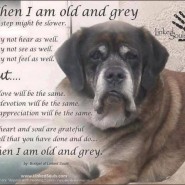 Dog saying. WHEN I AM OLD AND GREY my steps may be slower …