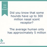 Dog Fact! Did you know that some hounds have …