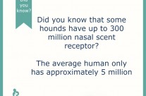 Dog Fact! Did you know that some hounds have …