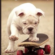 Dog pic to make you Smile. Rolling, rolling, rolling. Lets get this Monday rolling! …