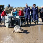 2 seal pups released back into the wild at RSPCA East Winch Wildlife Centre …