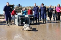 2 seal pups released back into the wild at RSPCA East Winch Wildlife Centre …